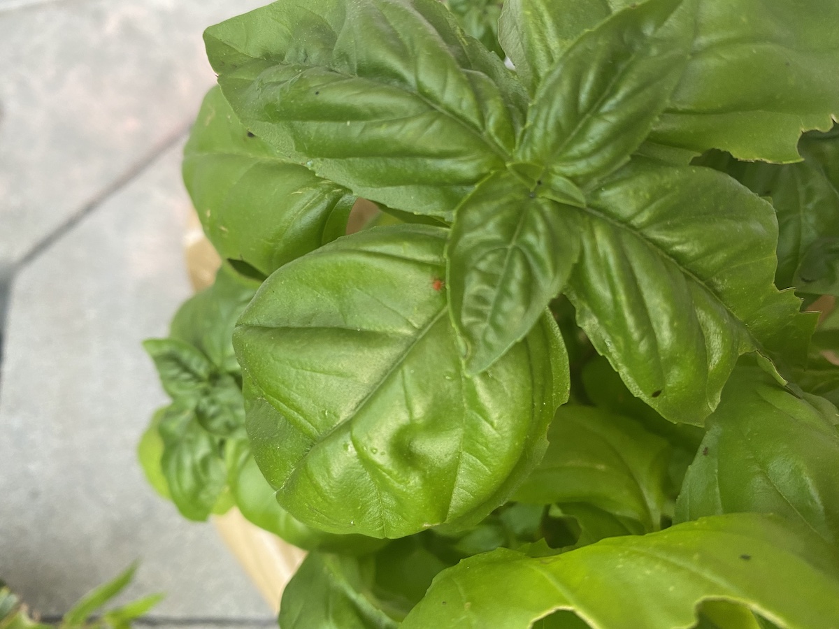 Holes in Basil Leaves I What is Eating My Basil?