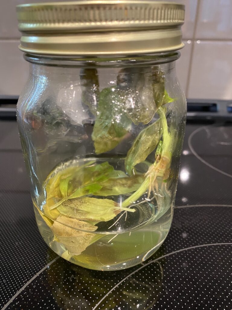basil leaves that are yellowing and brown floating in water in a sealed mason jar after 24 days