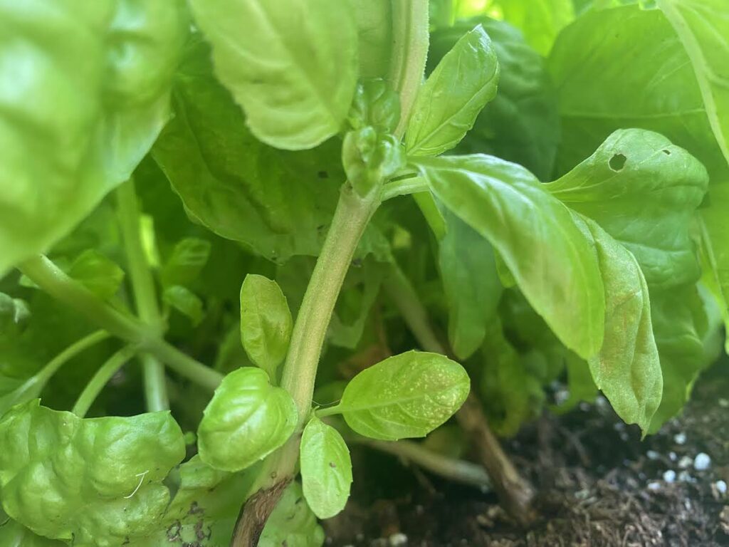 A healthy basil plant with a small hole in one of the leaves