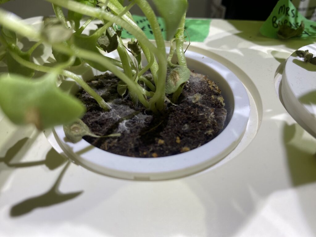 White fuzzy growth at the base of a basil seedling is a sign the soil is over watered and too moist