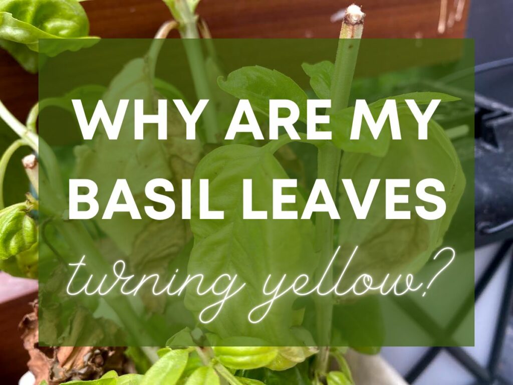 Superimposed text that says Why Are My Basil Leaves Turning Yellow? over a background image of basil plant with yellowing leaves