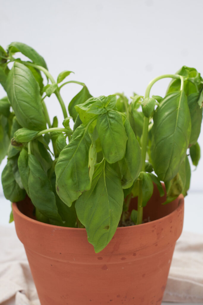 A wilted basil in the early stages of wilting, likely due to a lack of watering.