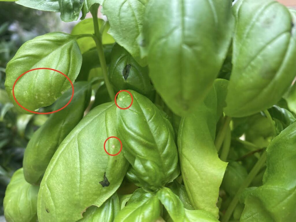 Why Are My Basil Leaves Turning Yellow Kitchen Herbography