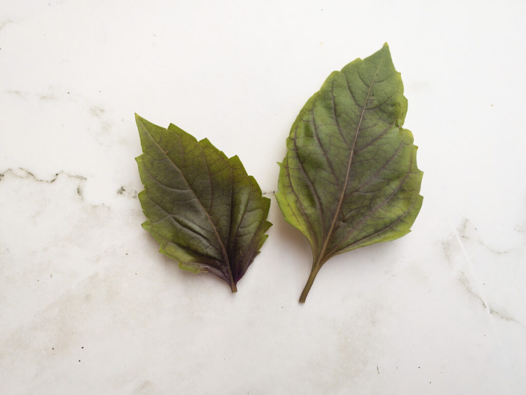 2 red rubin basil leaves against a white marble background. The purple or red veins are visible in the medium green leaves with serrated edges