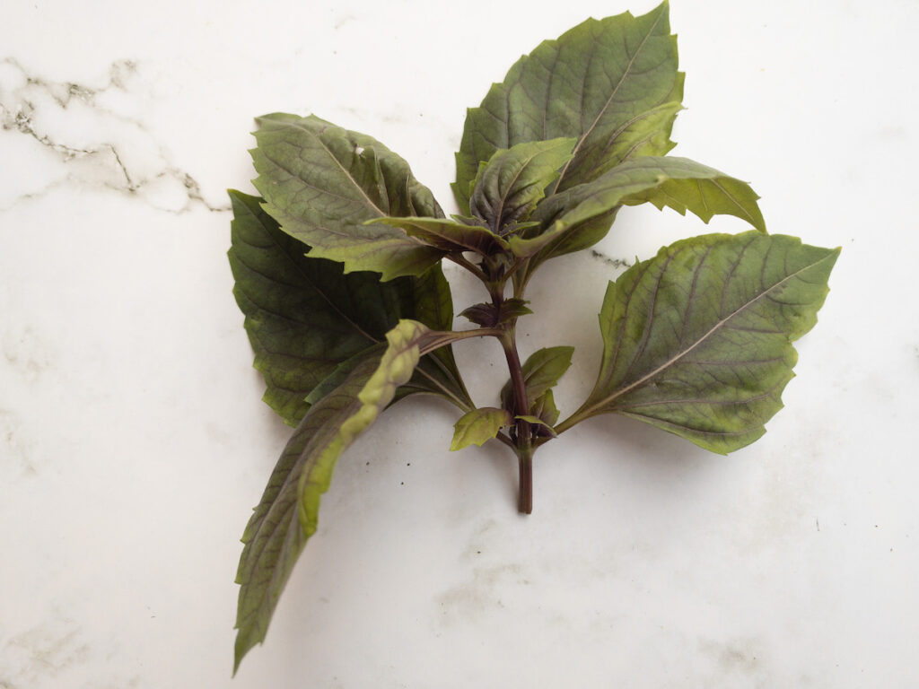 A stem of fresh Red Rubin basil. The stem is purple or dark red, and the same coloring is visible in the veins of the leaves