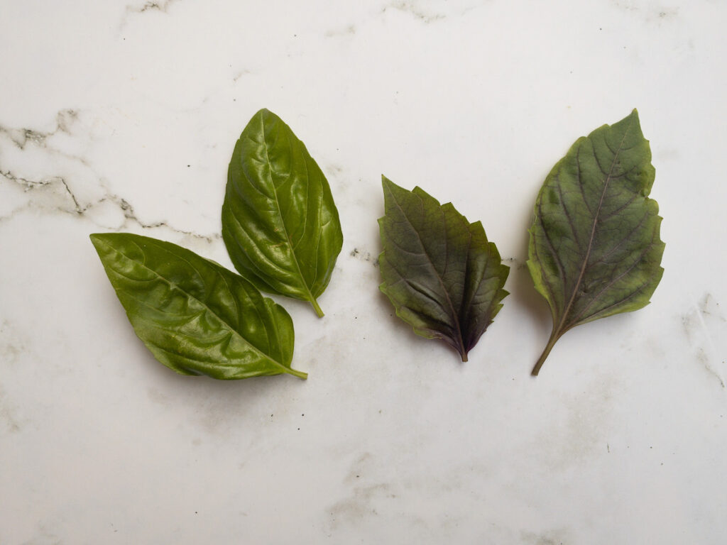 Fresh sweet basil vs red rubin basil leaves, side by side. The sweet basil is on the left and the red basil is on the right.